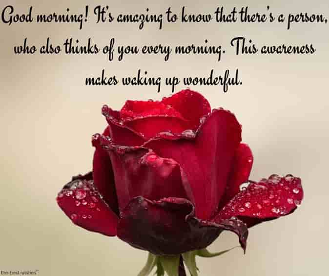 good morning text messages pictures with dew on red rose