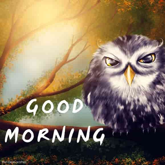 good morning wallpaper with owl