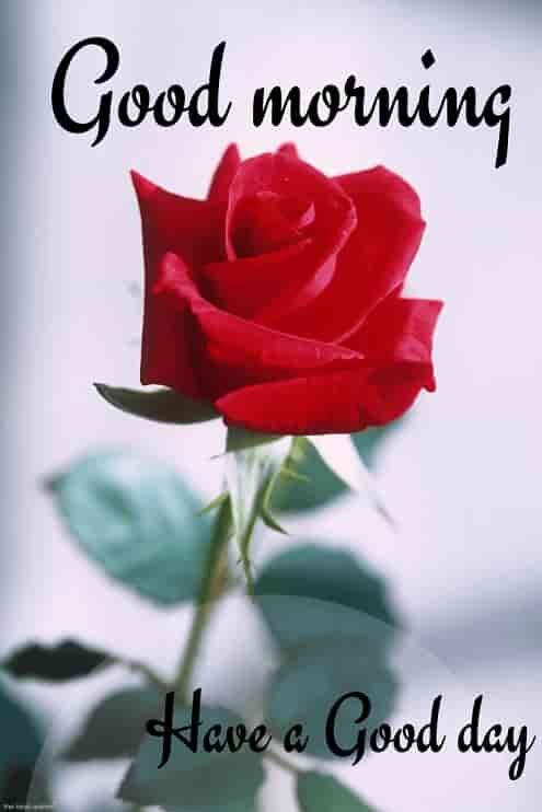 good-morning-wallpaper-with-red-rose