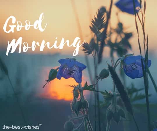 good morning wishes flower