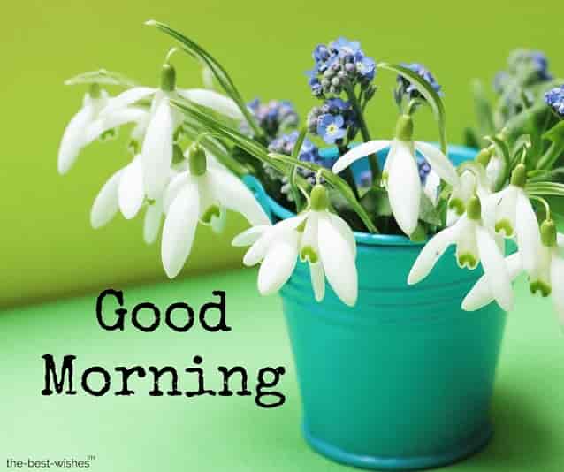 good morning wishes images with flower bucket