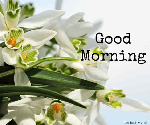 good morning wishes pics hd