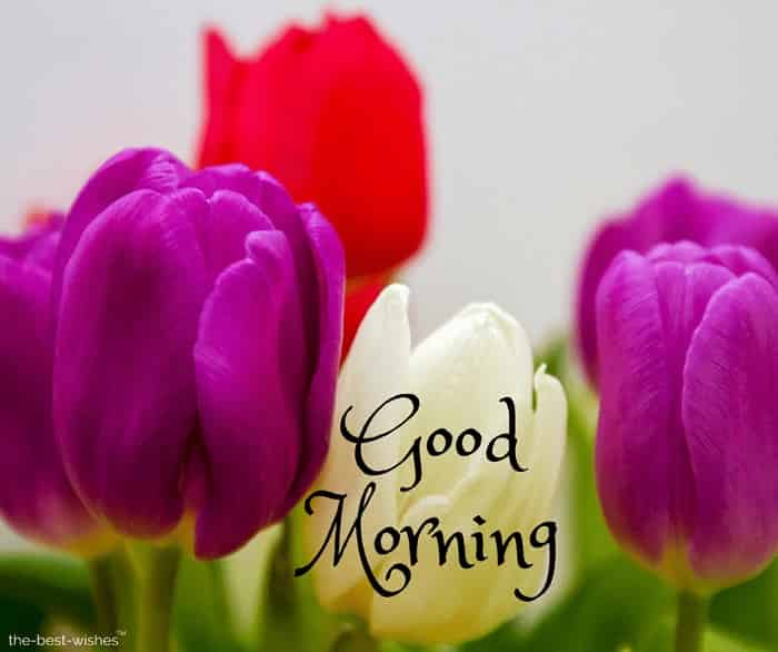 good morning wishes with colourful flowers image