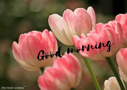 good morning wishes with flower