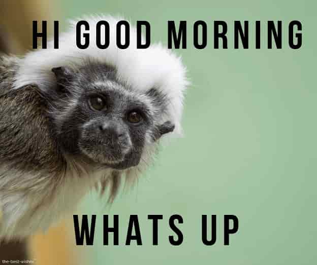 good morning wishes with monkey images