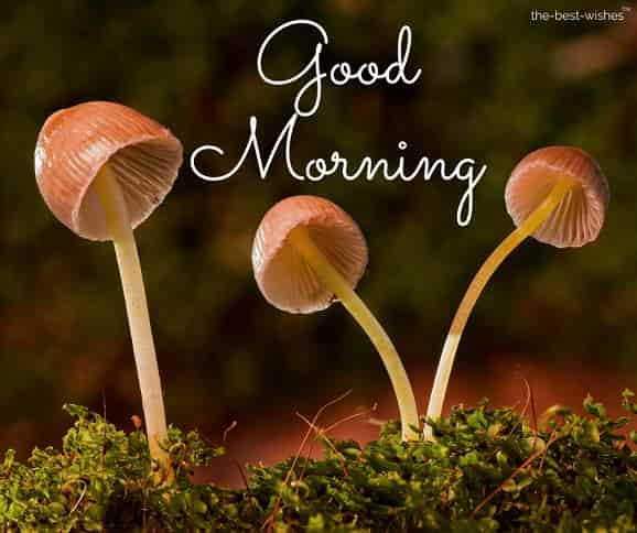 good morning wishes with mushroom pic