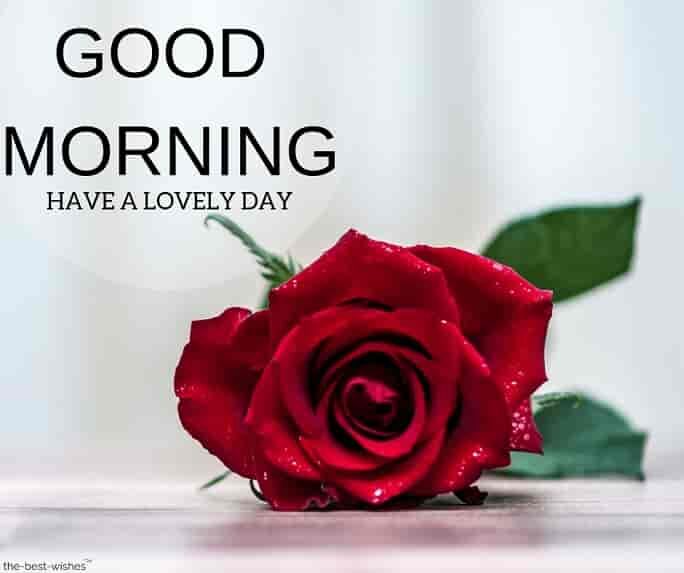 good-morning-wishes-with-red-rose