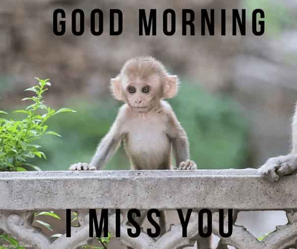 good morning wishes with small monkey image i miss you