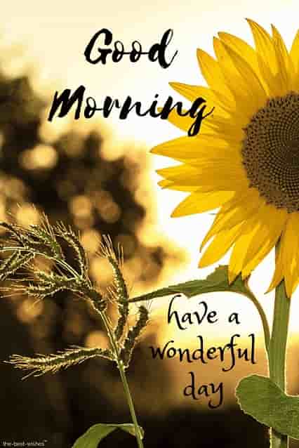 good morning wishes with sunflower