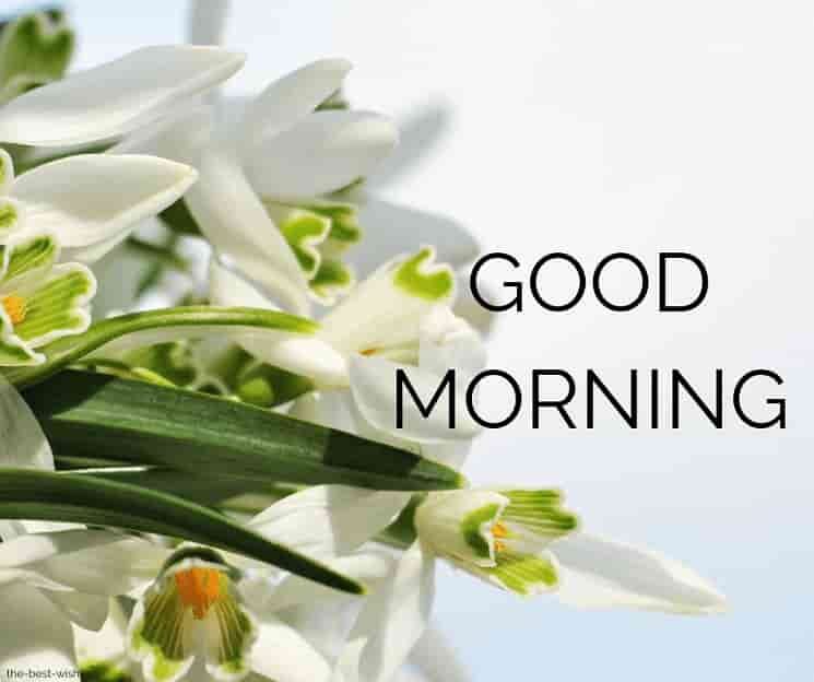 good-morning-wishes-with-white-flowers