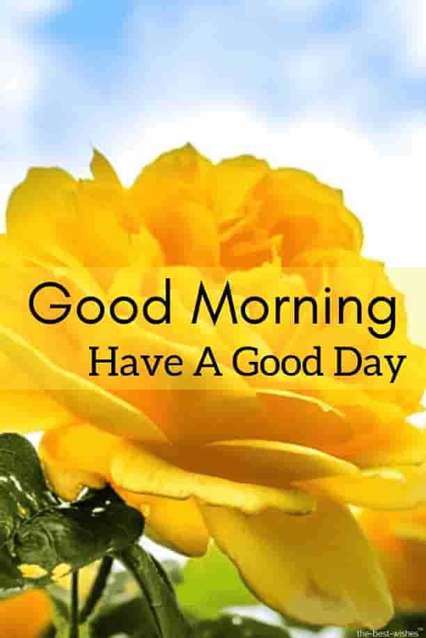 good morning wishes with yellow rose