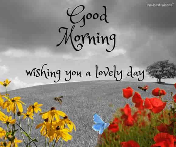 good morning wishing you a lovely day