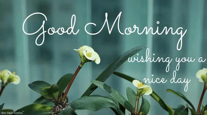 good morning wishing you a nice day photo