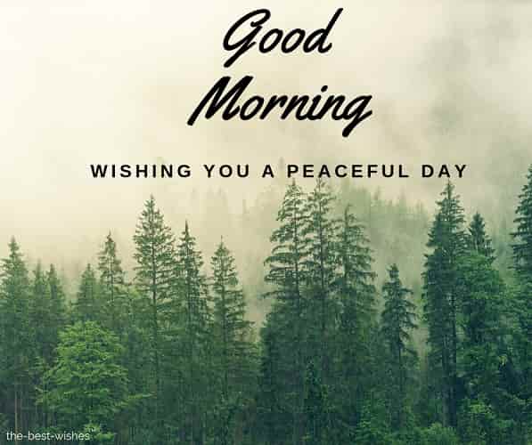 good morning wishing you a peaceful day
