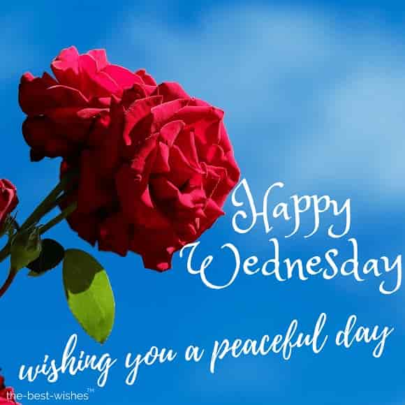 good morning wishing you a peaceful wednesday