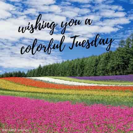 good morning wishing you a very colorful tuesday with flowers garden and nature