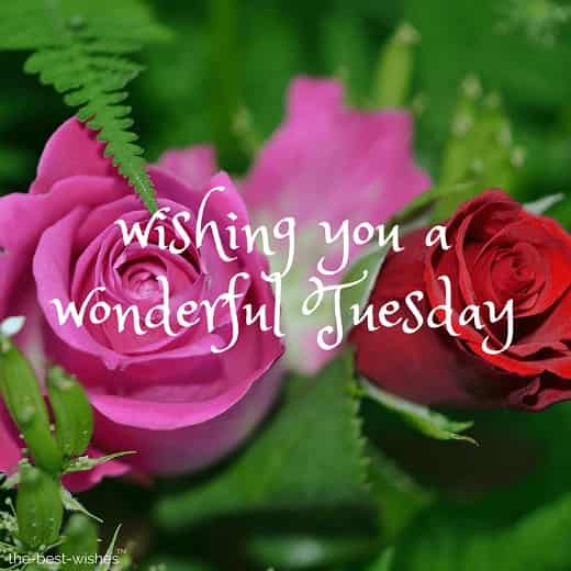 good morning wishing you a wonderful tuesday with 2 roses