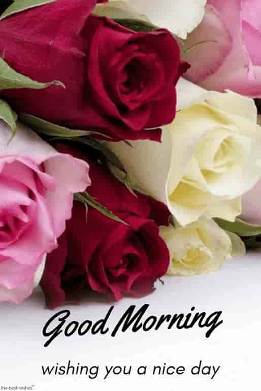 good morning wishing you with a nice day with red pink yellow flowers