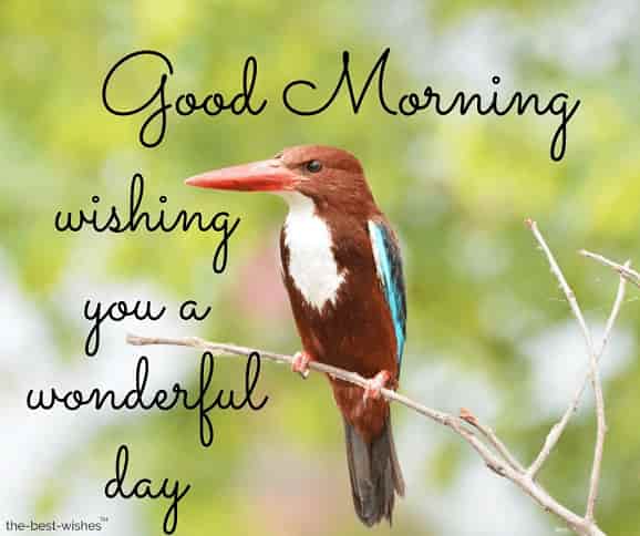good morning with birds image