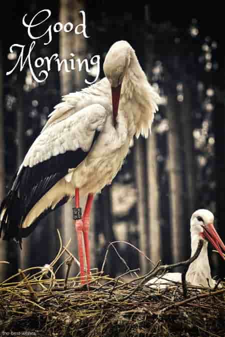 good morning with birds pic