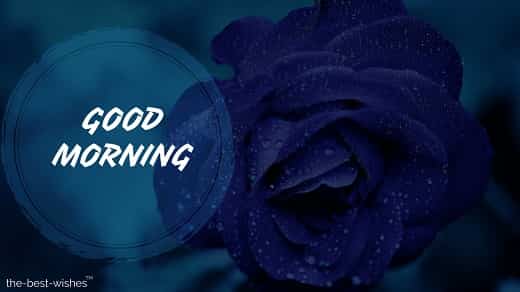 good morning with blue rose pic