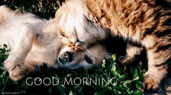 good morning with cat