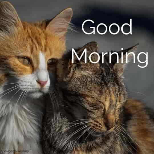 good morning with cats