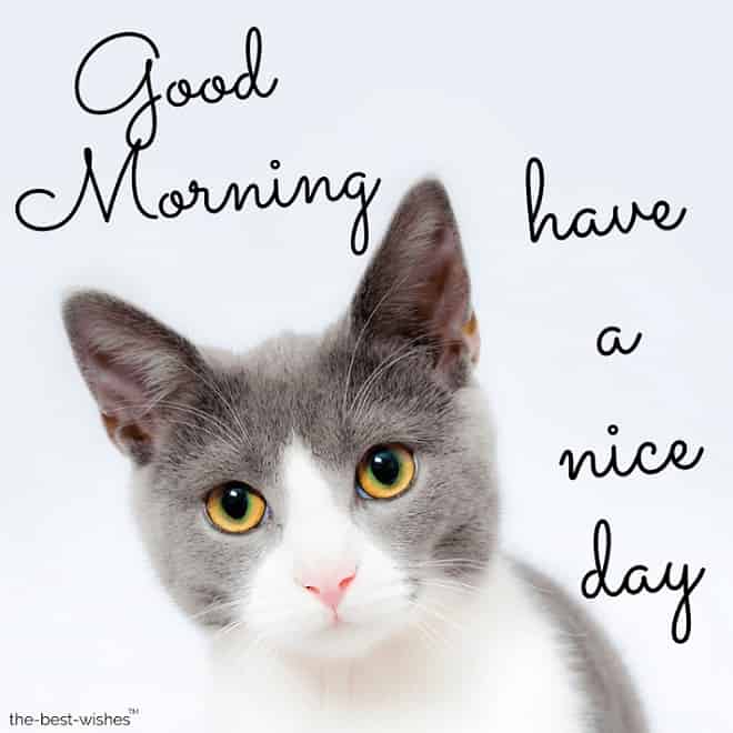 good morning with cute cat image for facebook