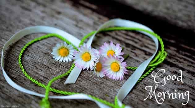 good morning with daisy heart romance valentines day