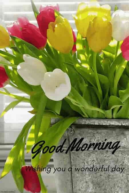 good morning with flowers pot
