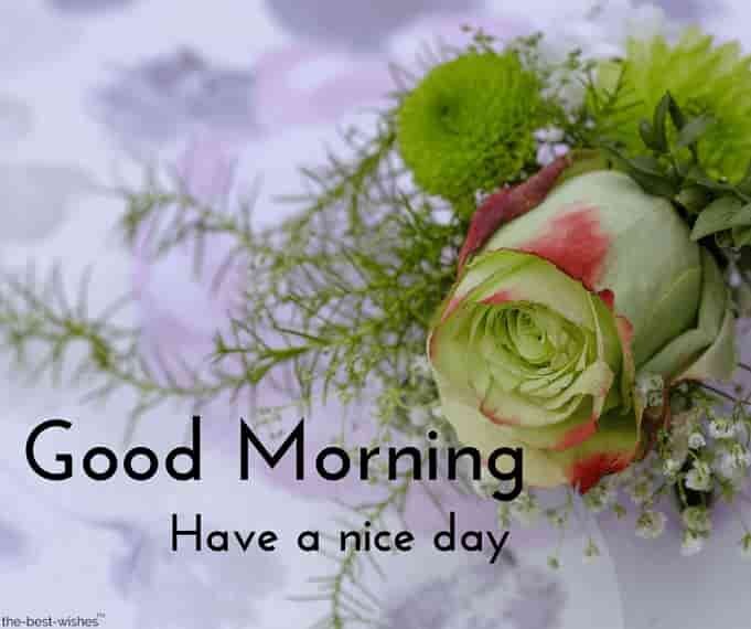 good-morning-with-green-rose