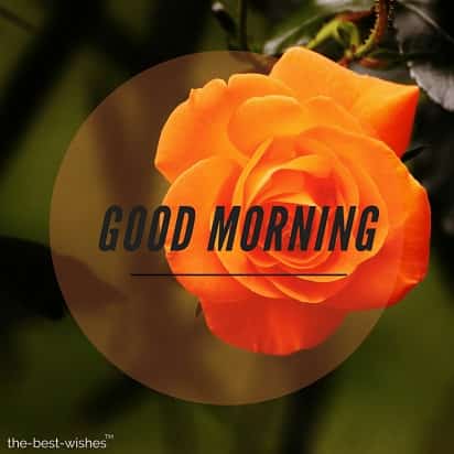 good morning with orange flower