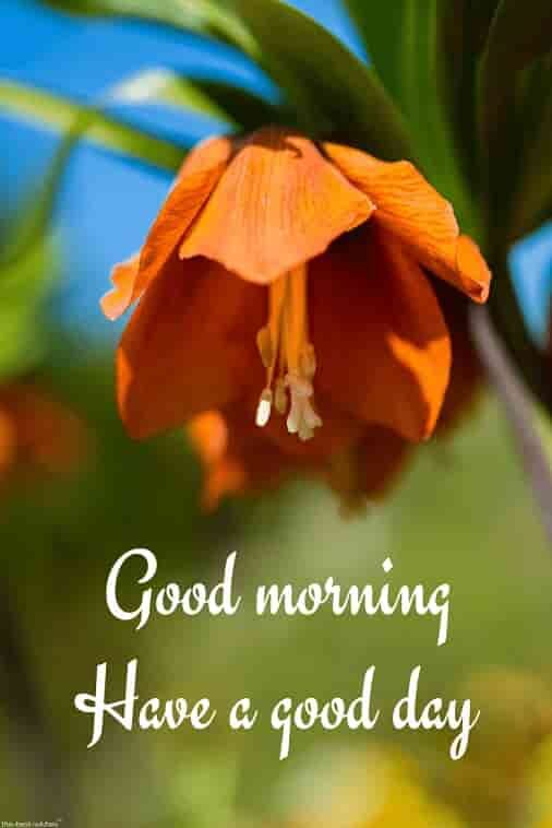 good-morning-with-orange-flower