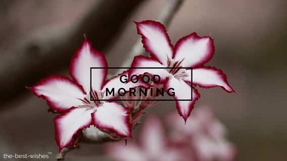 good morning with rose flowers impala lily floral plant