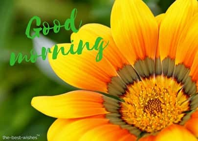 good morning with sunflower
