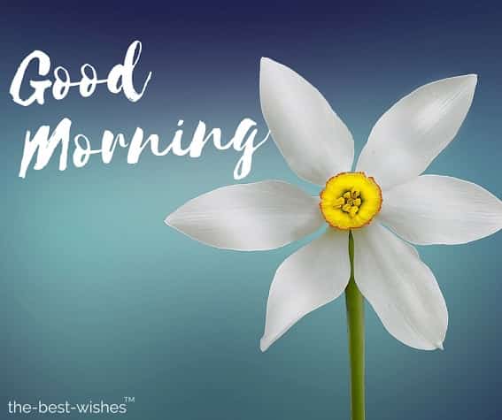 good morning with white flower