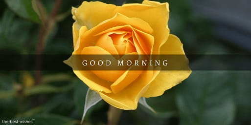 good morning with yellow flower