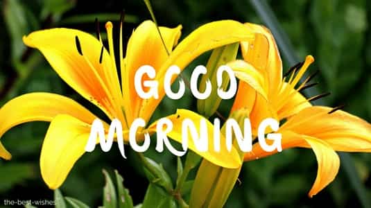 good morning with yellow lily