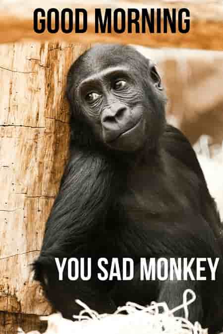good morning you sad monkey