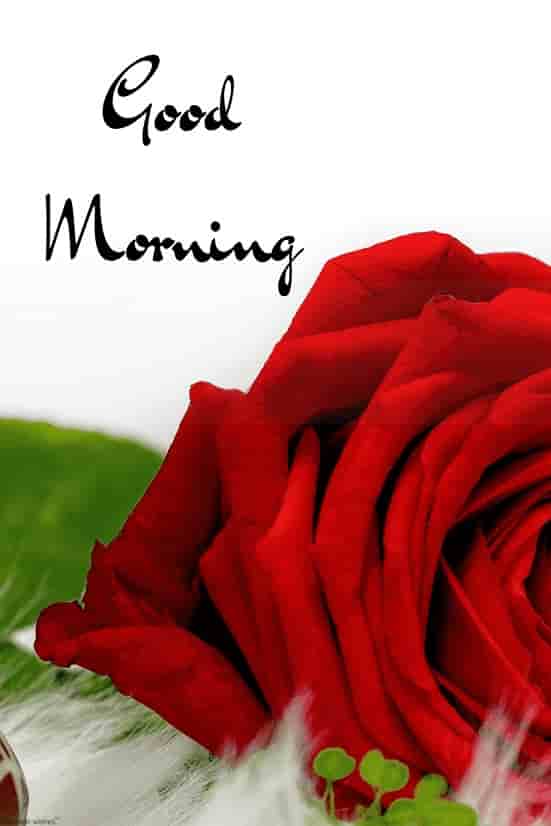 gud mrng images with red rose
