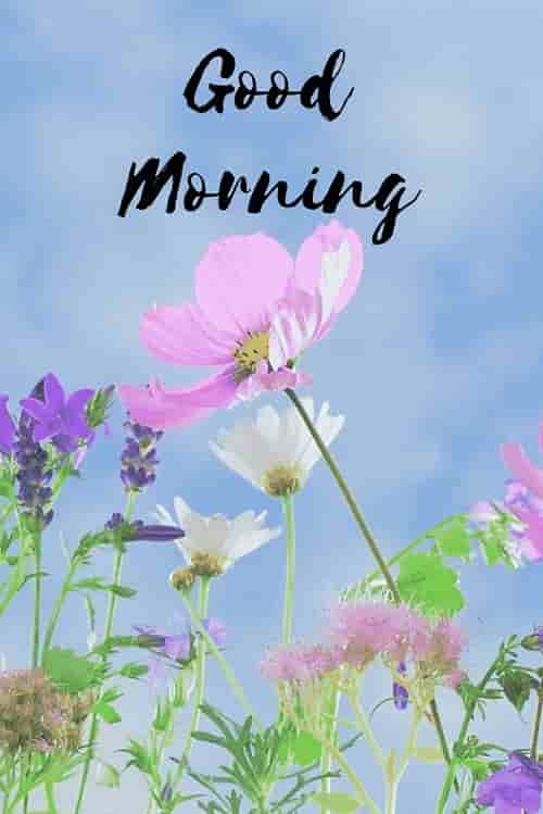 gud mrng with pink flower