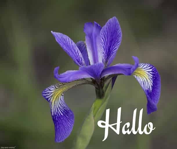 hallo with blue flowers