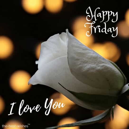 happy friday i love you with white rose