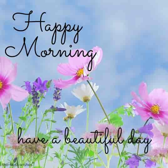 happy morning nature with pink flowers