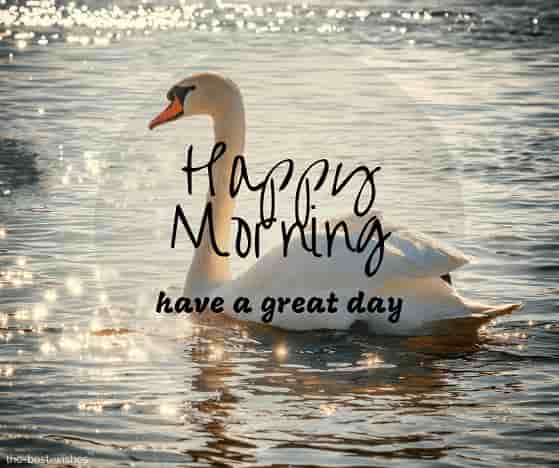 happy morning nature with swan