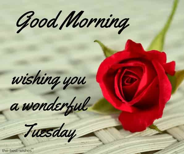happy morning wishing you a wonderful tuesday with red roses
