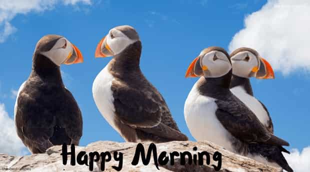 happy morning with penguin