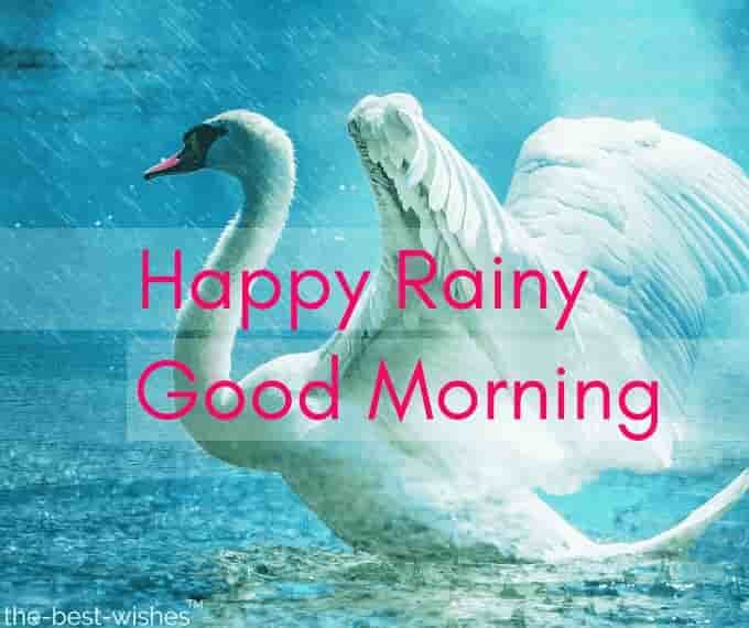 happy-rainy-good-morning-with-swan