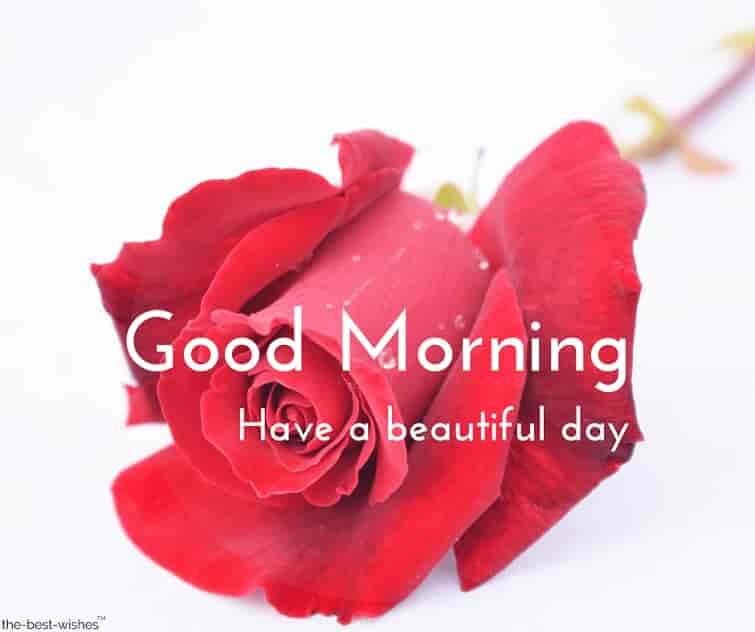 happy-rose-day-good-morning