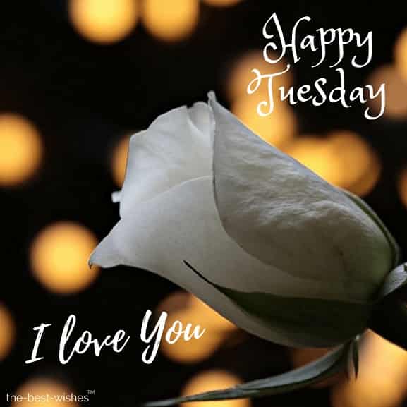 happy tuesday i love you with white rose